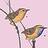 jw_wren